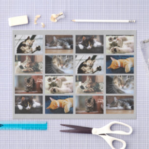 Cute Cats and Kittens Photo Template on Grey Tissue Paper