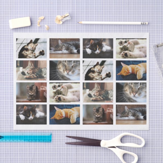 Cute Cats and Kittens Photo Template on White Tissue Paper (Craft)