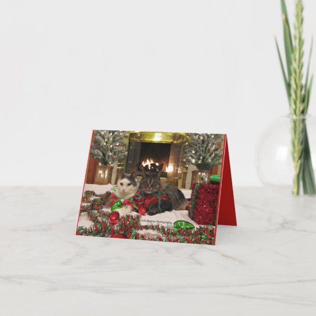 Cute cats celebrating Christmas Card (Front)
