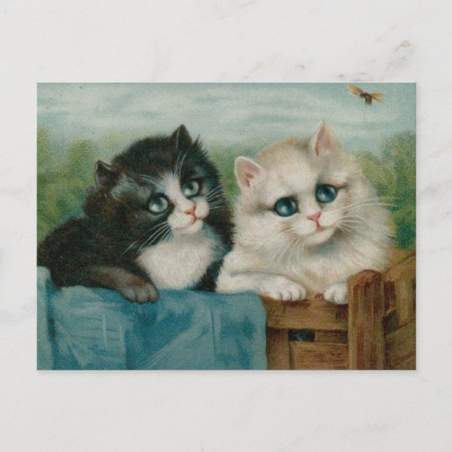 Cute Cats on the fence Postcard (Front)