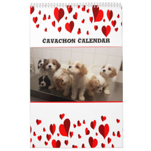 Cute Cavachon Dog Calendar