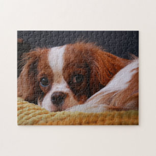 Cute Cavalier King Charles Spaniel Jigsaw Puzzle
