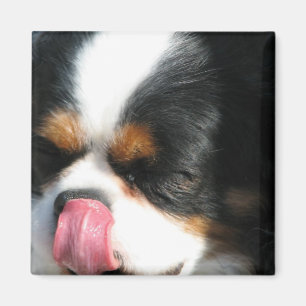 Cute Cavalier Spanial Dog Magnet