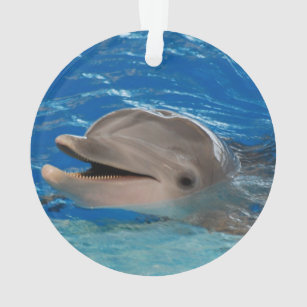 Cute Chattering Dolphin Ornament
