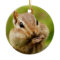 Cute Cheeky Chipmunk