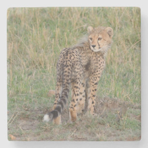 Cute Cheetah Cub Looking Back. Stone Coaster