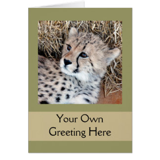 Cute Cheetah Cub Photo