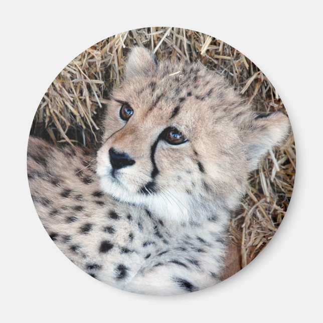 Cute Cheetah Cub Photo Magnet (Front)