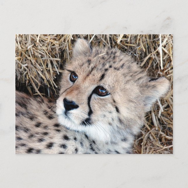 Cute Cheetah Cub Photo Postcard (Front)