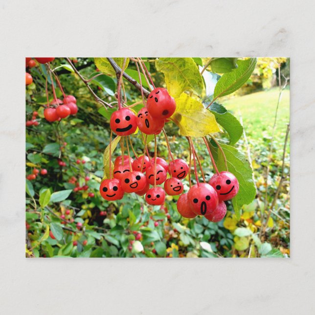 Cute Cherries Postcard (Front)