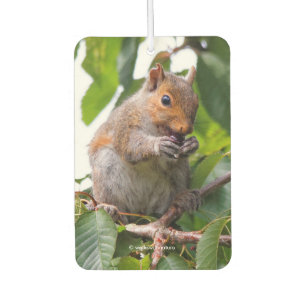 Cute Cherry Picking Eastern Grey Squirrel Car Air Freshener