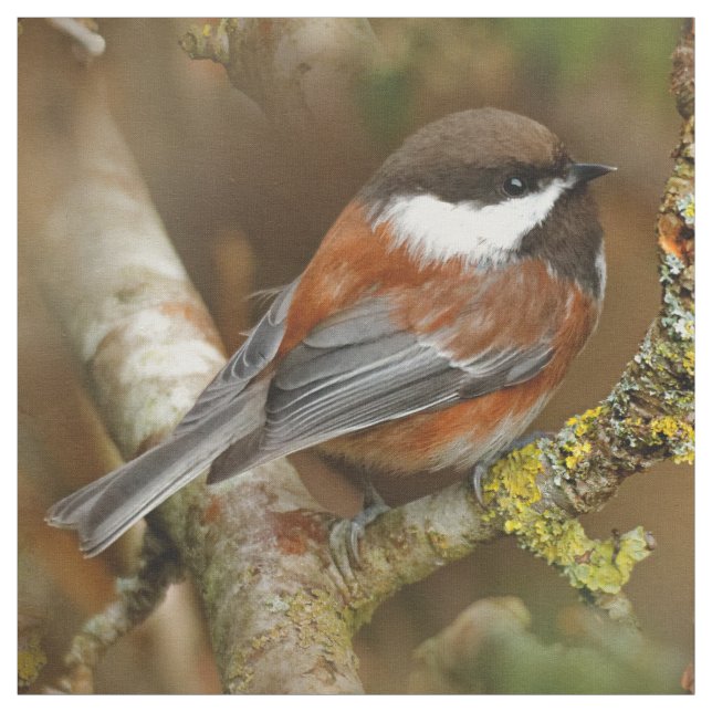 Cute Chestnut-Backed Chickadee on the Pear Tree Fabric (Swatch)