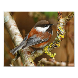 Cute Chestnut-Backed Chickadee on the Pear Tree Photo Print