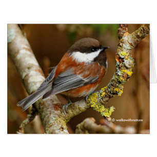 Cute Chestnut-Backed Chickadee Songbird