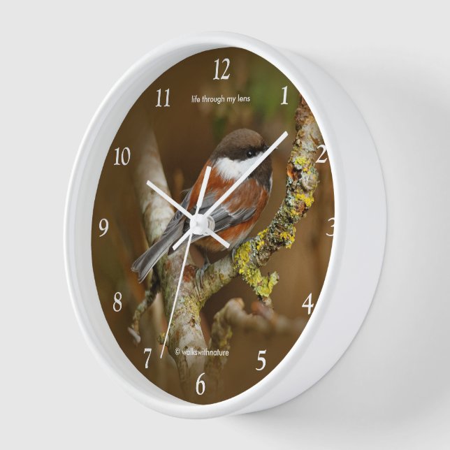 Cute Chestnut-Backed Chickadee Songbird in Tree Clock (Angle)