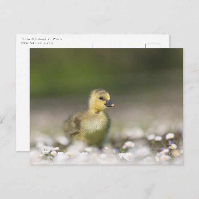 Cute Chick Nature Photo Postcard (Front/Back)