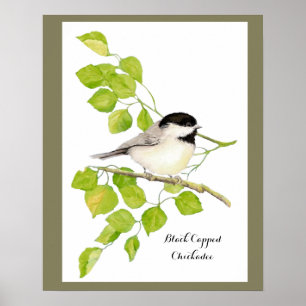 Cute Chickadee Bird in Poplar Tree  Sweet friendly Poster