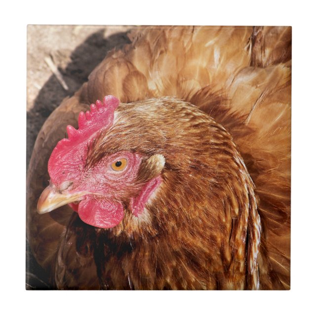 CUTE CHICKEN   CERAMIC TILE (Front)