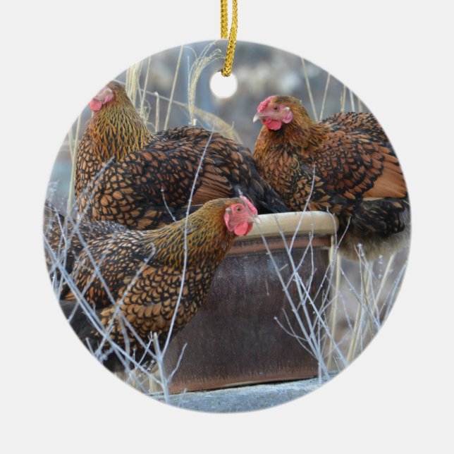 Cute Chicken Ornament (Front)