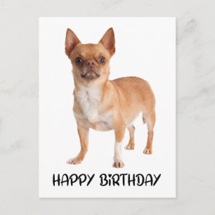 Cute Chihuahua Birthday Puppy Dog  Postcard
