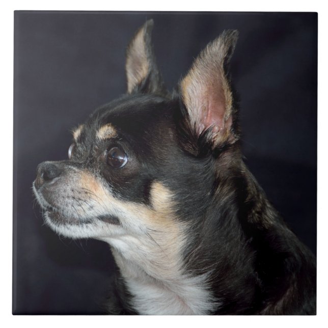 Cute Chihuahua Dog Ceramic Tile (Front)