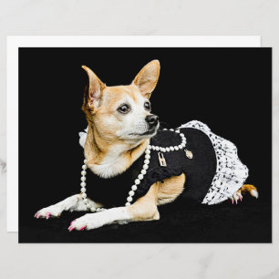 Cute Chihuahua Dog Tan Brown Black Elegant