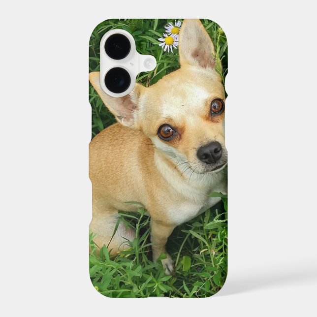 Cute Chihuahua in Grass Meadow (Back)