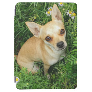 Cute Chihuahua in Grass Meadow iPad Air Cover