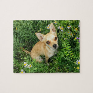 Cute Chihuahua in Grass Meadow Jigsaw Puzzle