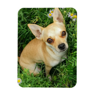 Cute Chihuahua in Grass Meadow Magnet