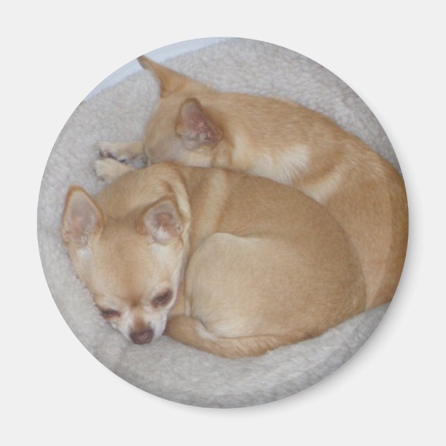 Cute Chihuahua Magnet (Front)