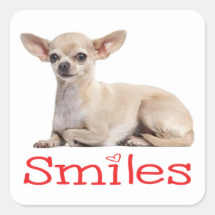 Cute Chihuahua Mum Puppy Dog Rescue Hello Love Square Sticker