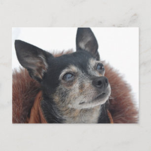 Cute Chihuahua Photos Postcard
