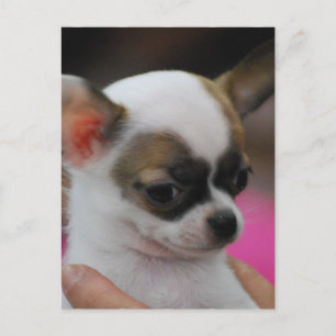 Cute Chihuahua  Postcard