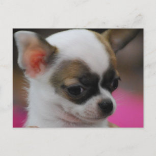 Cute Chihuahua  Postcard