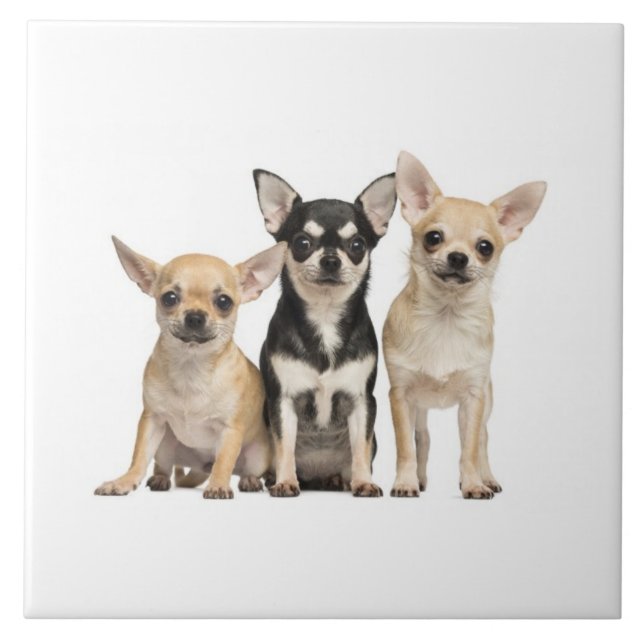 Cute Chihuahua Puppies Ceramic Tile (Front)