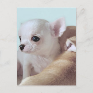 Cute chihuahua puppies postcard