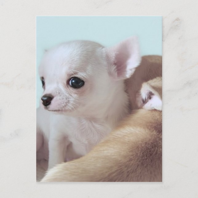 Cute chihuahua puppies postcard (Front)