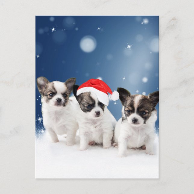 Cute Chihuahua Puppies with Santa Hat Christmas Holiday Postcard (Front)