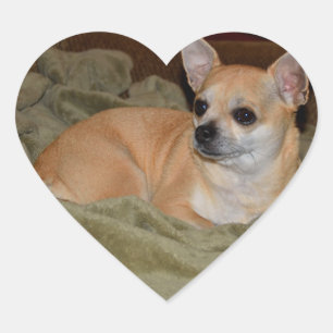 Cute Chihuahua Resting Heart Sticker