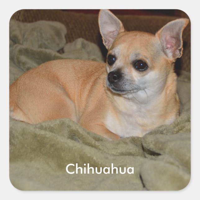 Cute Chihuahua Square Sticker (Front)