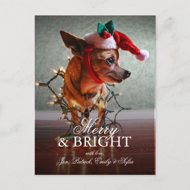 Cute Chihuahua With A Santa Hat Holiday Postcard (Front)