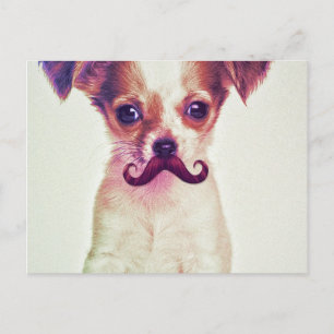 Cute Chihuahua With Purple Funny Moustache Postcard