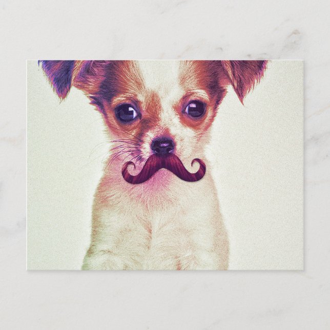 Cute Chihuahua With Purple Funny Moustache Postcard (Front)