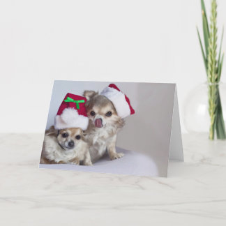 Cute chihuahuas Christmas Card
