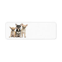 Cute Chihuahuas