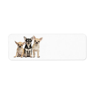 Cute Chihuahuas Return Address Label