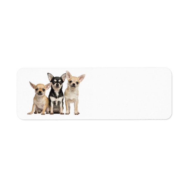 Cute Chihuahuas Return Address Label (Front)