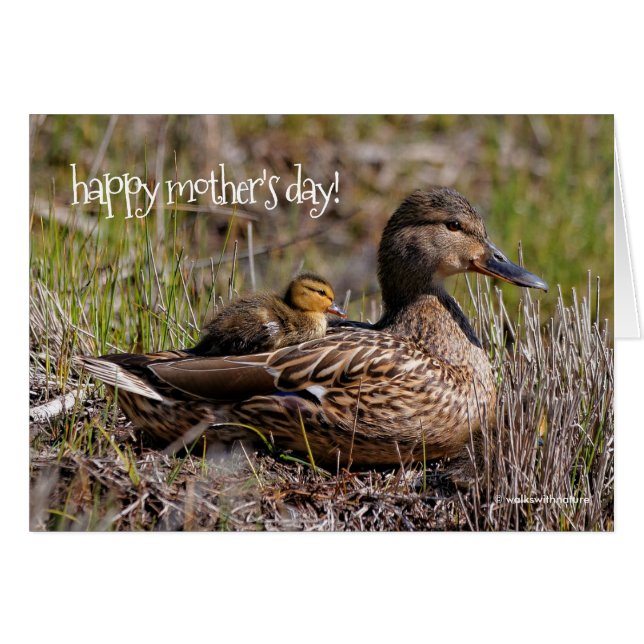 Cute Chillin' Mallard Mum Duck & Baby Duckling (Front Horizontal)