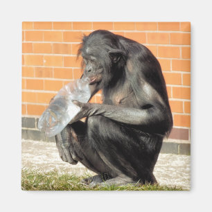 CUTE CHIMP MAGNET